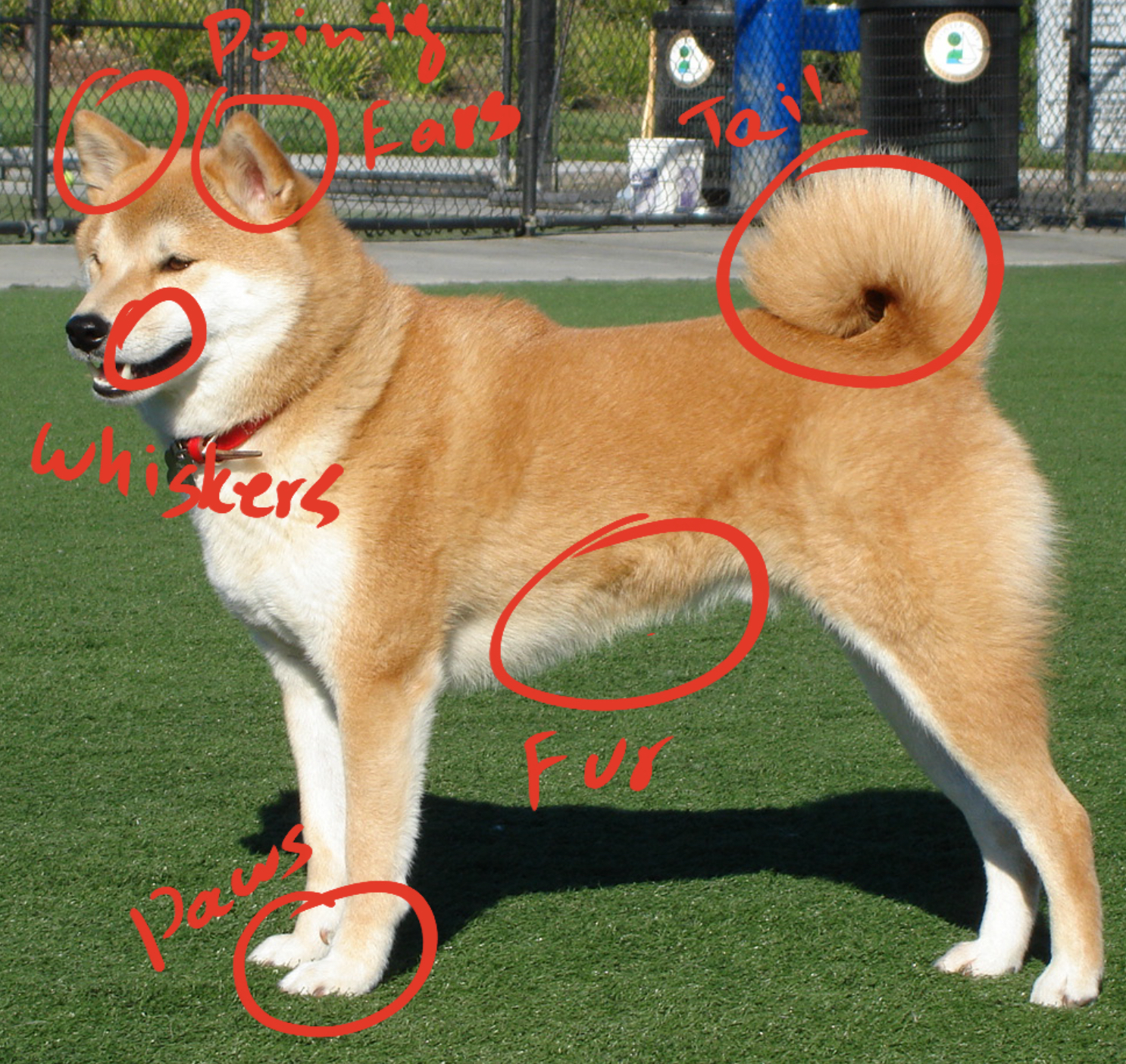 A Shiba Inu that looks like a cat